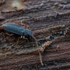 Flat bark beetle - Uleiota planata | Fotografijos autorius : Eglė Vičiuvienė | © Macronature.eu | Macro photography web site