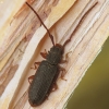 Flat bark beetle - Uleiota planata | Fotografijos autorius : Vidas Brazauskas | © Macronature.eu | Macro photography web site
