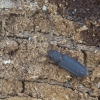 Flat bark beetle - Uleiota planata | Fotografijos autorius : Giedrius Markevičius | © Macronature.eu | Macro photography web site