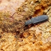 Flat bark beetle - Uleiota planata | Fotografijos autorius : Romas Ferenca | © Macronature.eu | Macro photography web site
