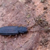 Flat bark beetle - Uleiota planata | Fotografijos autorius : Romas Ferenca | © Macronature.eu | Macro photography web site