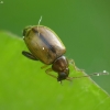 Flea beetle - Longitarsus sp. ? | Fotografijos autorius : Vidas Brazauskas | © Macronature.eu | Macro photography web site