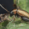 Flea beetle - Longitarsus sp. | Fotografijos autorius : Gintautas Steiblys | © Macronature.eu | Macro photography web site