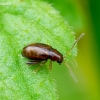 Flea beetle - Longitarsus sp. | Fotografijos autorius : Romas Ferenca | © Macronature.eu | Macro photography web site