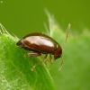 Flea beetle - Longitarsus sp. | Fotografijos autorius : Vidas Brazauskas | © Macronature.eu | Macro photography web site