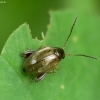 Flea beetle - Longitarsus sp. | Fotografijos autorius : Vidas Brazauskas | © Macronature.eu | Macro photography web site