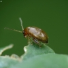 Flea beetle - Longitarsus sp. | Fotografijos autorius : Vidas Brazauskas | © Macrogamta.lt | Šis tinklapis priklauso bendruomenei kuri domisi makro fotografija ir fotografuoja gyvąjį makro pasaulį.