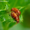 Flea beetle - Neocrepidodera transversa | Fotografijos autorius : Romas Ferenca | © Macronature.eu | Macro photography web site