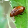 Flea beetle - Neocrepidodera transversa | Fotografijos autorius : Gintautas Steiblys | © Macronature.eu | Macro photography web site