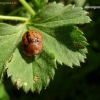 Fleabane tortoise beetle - Cassida murraea | Fotografijos autorius : Nomeda Vėlavičienė | © Macronature.eu | Macro photography web site