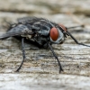 Flesh fly | Sarcophaga sp. | Fotografijos autorius : Darius Baužys | © Macronature.eu | Macro photography web site