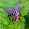 Flesh fly - Sarcophaga sp. | Fotografijos autorius : Romas Ferenca | © Macronature.eu | Macro photography web site