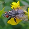 Flesh fly - Sarcophaga sp. | Fotografijos autorius : Darius Baužys | © Macronature.eu | Macro photography web site