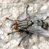 Flesh fly - Sarcophaga sp. | Fotografijos autorius : Darius Baužys | © Macronature.eu | Macro photography web site