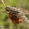 Flesh fly - Sarcophaga sp. | Fotografijos autorius : Nomeda Vėlavičienė | © Macronature.eu | Macro photography web site