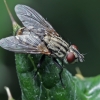 Flesh fly - Sarcophaga sp. | Fotografijos autorius : Gintautas Steiblys | © Macronature.eu | Macro photography web site