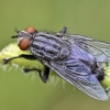 Flesh fly - Sarcophaga sp. | Fotografijos autorius : Kazimieras Martinaitis | © Macronature.eu | Macro photography web site