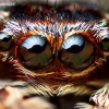 Flower Jumping Spider - Attulus floricola | Fotografijos autorius : Lukas Jonaitis | © Macronature.eu | Macro photography web site