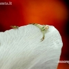 Flower crab spider (Misumena vatia) and frit fly (Chloropidae) | Fotografijos autorius : Alma Totorytė | © Macrogamta.lt | Šis tinklapis priklauso bendruomenei kuri domisi makro fotografija ir fotografuoja gyvąjį makro pasaulį.