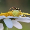 Flower crab spider – Misumena vatia | Fotografijos autorius : Agnė Našlėnienė | © Macrogamta.lt | Šis tinklapis priklauso bendruomenei kuri domisi makro fotografija ir fotografuoja gyvąjį makro pasaulį.