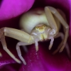 Flower crab spider - Misumena vatia ♀ | Fotografijos autorius : Žilvinas Pūtys | © Macrogamta.lt | Šis tinklapis priklauso bendruomenei kuri domisi makro fotografija ir fotografuoja gyvąjį makro pasaulį.