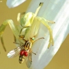 Flower crab spider - Misumena vatia | Fotografijos autorius : Žygimantas Obelevičius | © Macrogamta.lt | Šis tinklapis priklauso bendruomenei kuri domisi makro fotografija ir fotografuoja gyvąjį makro pasaulį.