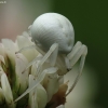 Flower crab spider - Misumena vatia | Fotografijos autorius : Vidas Brazauskas | © Macrogamta.lt | Šis tinklapis priklauso bendruomenei kuri domisi makro fotografija ir fotografuoja gyvąjį makro pasaulį.