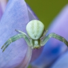 Flower crab spider - Misumena vatia | Fotografijos autorius : Žilvinas Pūtys | © Macrogamta.lt | Šis tinklapis priklauso bendruomenei kuri domisi makro fotografija ir fotografuoja gyvąjį makro pasaulį.