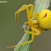 Flower crab spider - Misumena vatia | Fotografijos autorius : Gediminas Gražulevičius | © Macrogamta.lt | Šis tinklapis priklauso bendruomenei kuri domisi makro fotografija ir fotografuoja gyvąjį makro pasaulį.