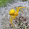 Flower crab spider - Misumena vatia | Fotografijos autorius : Armandas Ka | © Macrogamta.lt | Šis tinklapis priklauso bendruomenei kuri domisi makro fotografija ir fotografuoja gyvąjį makro pasaulį.