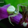 Flower crab spider - Misumena vatia | Fotografijos autorius : Romas Ferenca | © Macrogamta.lt | Šis tinklapis priklauso bendruomenei kuri domisi makro fotografija ir fotografuoja gyvąjį makro pasaulį.