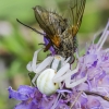 Kaitusis žiedvoris - Misumena vatia | Fotografijos autorius : Kazimieras Martinaitis | © Macrogamta.lt | Šis tinklapis priklauso bendruomenei kuri domisi makro fotografija ir fotografuoja gyvąjį makro pasaulį.