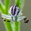 Flower crab spider | Fotografijos autorius : Darius Baužys | © Macrogamta.lt | Šis tinklapis priklauso bendruomenei kuri domisi makro fotografija ir fotografuoja gyvąjį makro pasaulį.