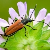 Flower longhorn beetle - Anastrangalia dubia reyi  | Fotografijos autorius : Darius Baužys | © Macronature.eu | Macro photography web site