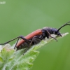 Taiginis žieduolis - Anastrangalia dubia reyi  | Fotografijos autorius : Žilvinas Pūtys | © Macronature.eu | Macro photography web site