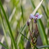 Flowering rush | Butomus umbellatus | Fotografijos autorius : Darius Baužys | © Macronature.eu | Macro photography web site