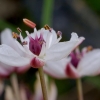 Flowering rush - Butomus umbellatus | Fotografijos autorius : Romas Ferenca | © Macronature.eu | Macro photography web site