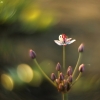 Flowering rush - Butomus umbellatus | Fotografijos autorius : Vidas Brazauskas | © Macronature.eu | Macro photography web site