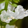 Kvapiojo baziliko žiedai | Ocimum basilicum | Fotografijos autorius : Darius Baužys | © Macronature.eu | Macro photography web site