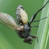 Fly Death Fungus - Entomophthora muscae | Fotografijos autorius : Vidas Brazauskas | © Macronature.eu | Macro photography web site