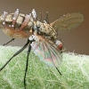 Fly Death Fungus - Entomophthora muscae | Fotografijos autorius : Gintautas Steiblys | © Macronature.eu | Macro photography web site