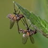 Paprastasis vabzdžiažudis - Entomophthora muscae | Fotografijos autorius : Zita Gasiūnaitė | © Macronature.eu | Macro photography web site