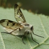 Paprastasis vabzdžiažudis - Entomophthora muscae | Fotografijos autorius : Gintautas Steiblys | © Macronature.eu | Macro photography web site