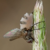Paprastasis vabzdžiažudis - Entomophthora muscae | Fotografijos autorius : Žilvinas Pūtys | © Macronature.eu | Macro photography web site