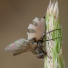 Fly Death Fungus - Entomophthora muscae | Fotografijos autorius : Žilvinas Pūtys | © Macronature.eu | Macro photography web site