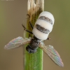 Fly Death Fungus - Entomophthora muscae | Fotografijos autorius : Žilvinas Pūtys | © Macronature.eu | Macro photography web site