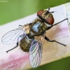 Tachinid fly - Clytiomya continua | Fotografijos autorius : Kazimieras Martinaitis | © Macronature.eu | Macro photography web site