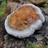 Raudonkraštė pintainė - Fomitopsis pinicola | Fotografijos autorius : Gintautas Steiblys | © Macrogamta.lt | Šis tinklapis priklauso bendruomenei kuri domisi makro fotografija ir fotografuoja gyvąjį makro pasaulį.