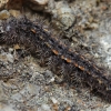 Footman - Eilema sp., catterpilar | Fotografijos autorius : Gintautas Steiblys | © Macronature.eu | Macro photography web site