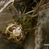 Forest cobweb weaver - Phylloneta impressa ♀  | Fotografijos autorius : Gintautas Steiblys | © Macronature.eu | Macro photography web site